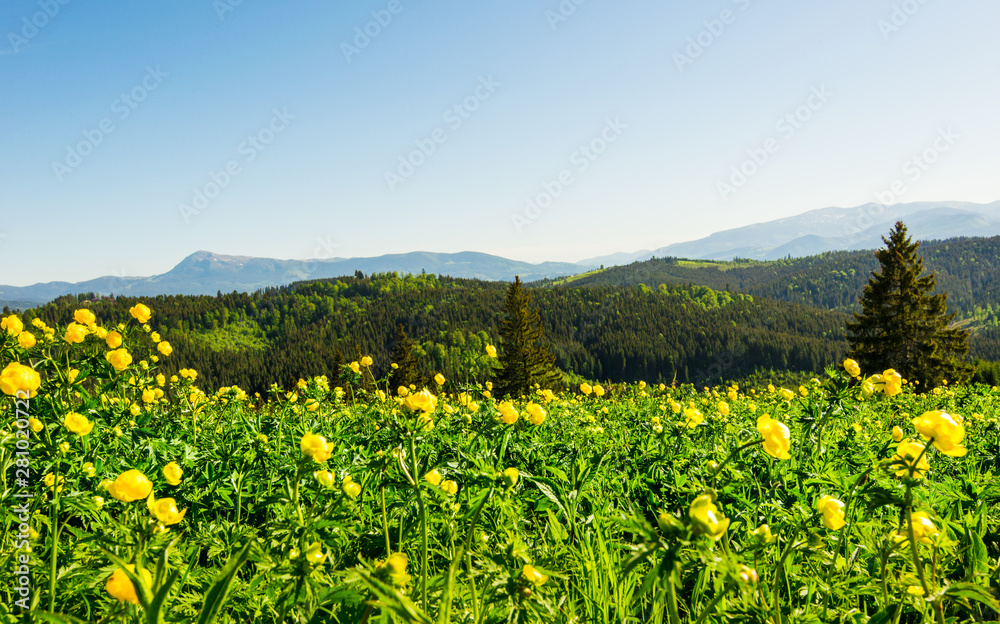 Blooming valley in the Carpathians