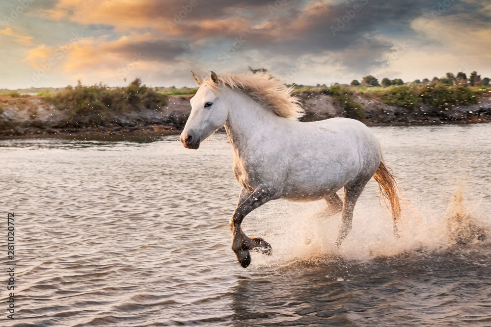 Φωτογραφία White horses are runing in the water  all over the sea in Camargue, France