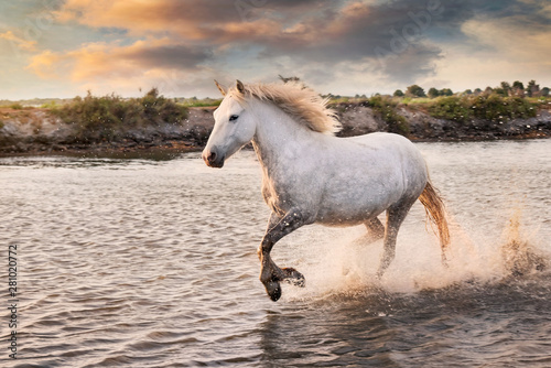 White horses are runing in the water all over the sea in Camargue, France.