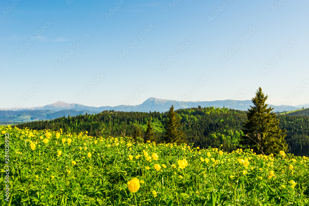 Obraz premium Blooming valley in the Carpathians