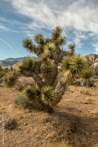 desert nature and joshua tree in red rock canyon nevada © digidreamgrafix