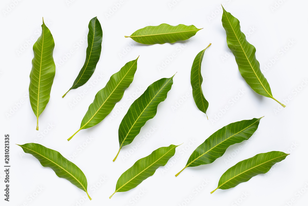 Mango leaves on white background.