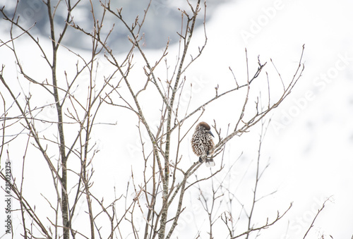 The woodpecker sits on a branch in winter on a background the winter mountains