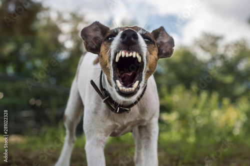 Fox terrier dog is angry, aggression