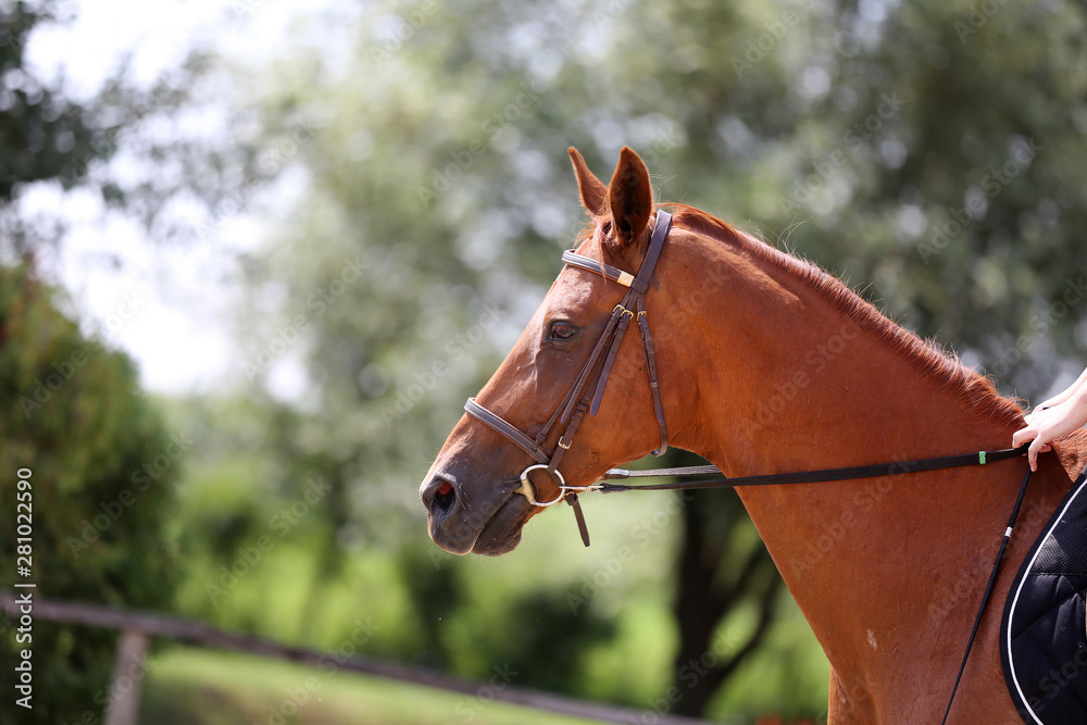 Beautiful young sport horse canter during training outdoors Beautiful young sport horse canter during training outdoors
