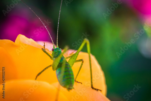 Small green grasshopper on a flower