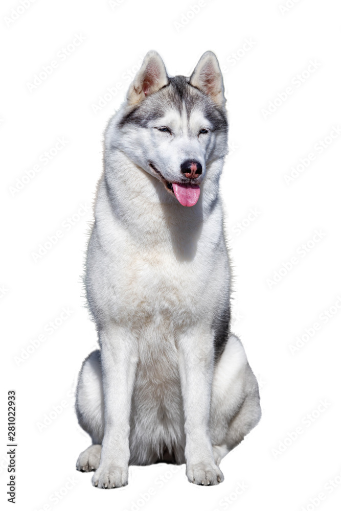 Siberian Husky sitting, 4 years old , isolated on white Siberian Husky sitting, 4 years old , isolated on white