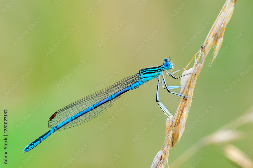 White-legged Damselfly- male Platycnemis pennipes sitting on dry grass. Isolated on green background. White-legged Damselfly- male Platycnemis pennipes sitting on dry grass. Isolated on green background.