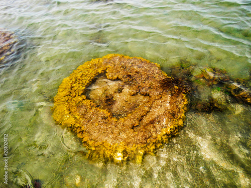 Brain Coral, Kurusadai Island, Gulf of Mannar Biosphere Reserve, Tamil Nadu, India. photo