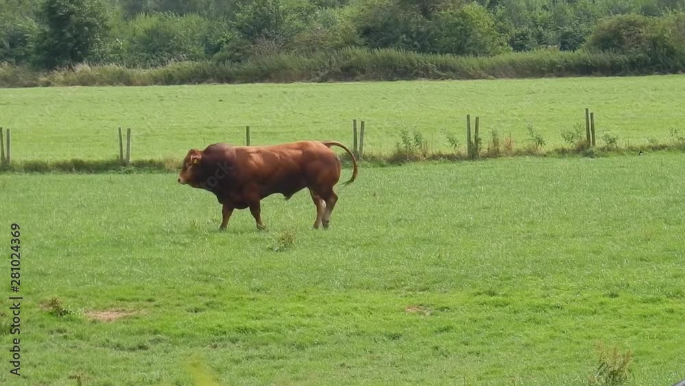 Massive male bull, huge muscles walking across farm meadow. Stopping to take a dump. Massive male bull, huge muscles walking across farm meadow. Stopping to take a dump.