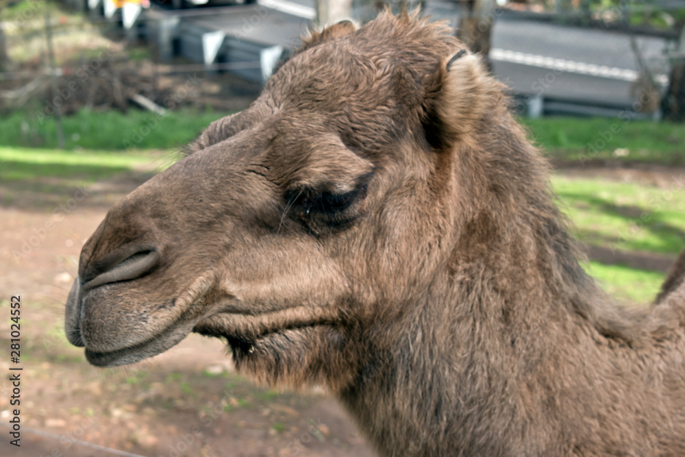 Obraz premium this is a side view of a camel