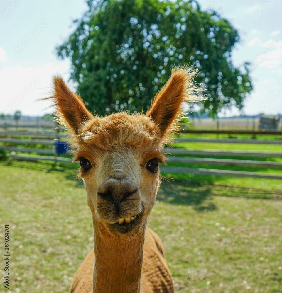Obraz premium Beautiful Alpaca in a farm