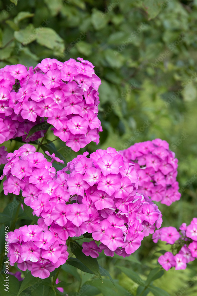 Violet flox flowers close up photo on green garden background Violet flox flowers close up photo on green garden background