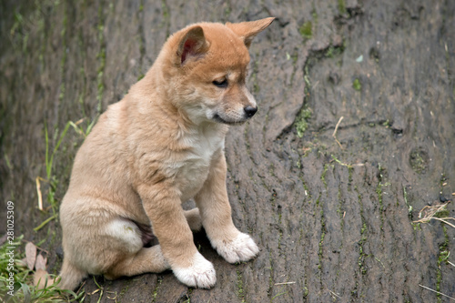 a 6 week old dingo puppy