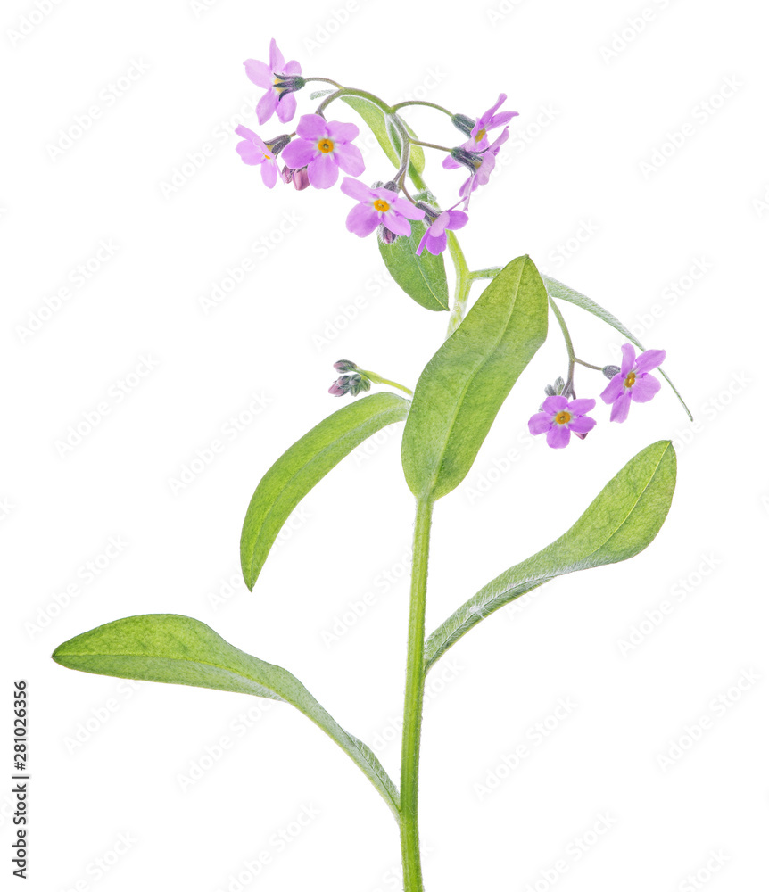 lot of small pink forget-me-not flowers on stem lot of small pink forget-me-not flowers on stem