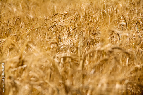 Wheat filed closed up photography. Golden harvest background.