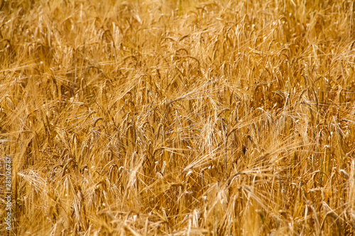 Wheat filed closed up photography. Golden harvest background.