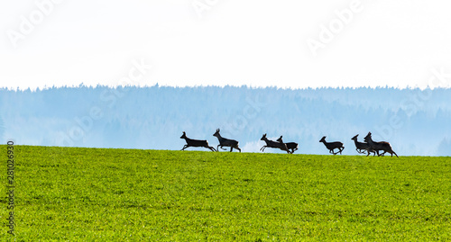 Obraz na plátně Roe deers herd in the field