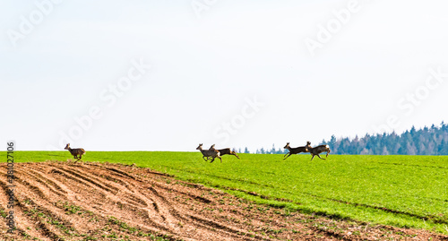 Roe deers herd in the field