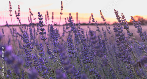 lavender flower at sunset near a wheat field