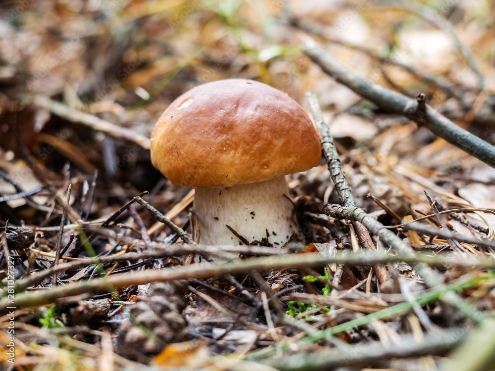 Closeup of penny bun, (Boletus edulis, porcini,cep, porcino) mushroom in the forest Closeup of penny bun, (Boletus edulis, porcini,cep, porcino) mushroom in the forest