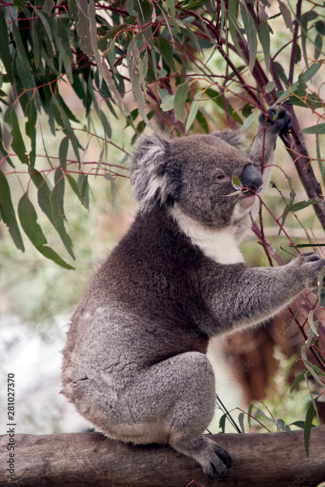 Fotografie this is a side view of a koala
