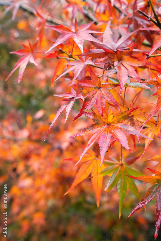 Beautiful maple leaves in autumn sunny day in foreground and blurry background in Kyushu, Japan. No people, close up, copy space, macro shot. Beautiful maple leaves in autumn sunny day in foreground and blurry background in Kyushu, Japan. No people, close up, copy space, macro shot.