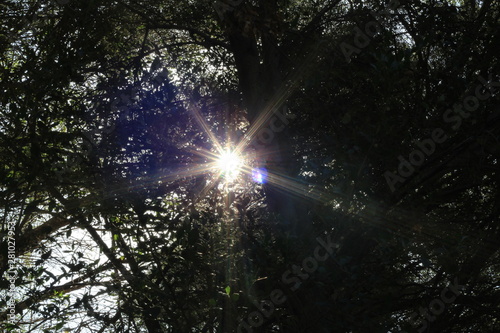 Sol en la vegetación