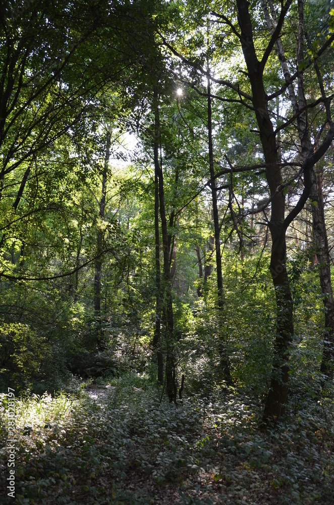 Obraz premium las sosnowy ,bory, drzew, charakter, drzew, krajobraz, zieleń, drewna, drewna, jesienią, las, iskra, słońce, park, sosna, lato, droga, feuille, pora roku, bagażnik, jary, liści, okolica, opad, feuille