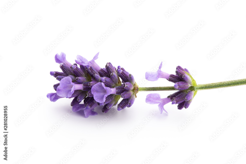 Fototapeta Lavender flowers on a white background.
