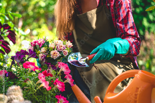 Gardener in gloves plants and growths flowers on the flower bed in home garden. Gardening and floriculture. Flower care