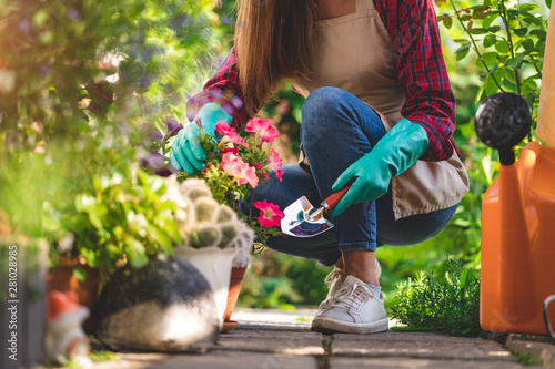 Gardener in gloves and apron plants petunia flower in home garden with shovel. Gardening and floriculture. Flower care photo