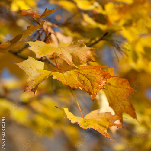 Maple yellow leaves closeup. Autumn mood, September, October.