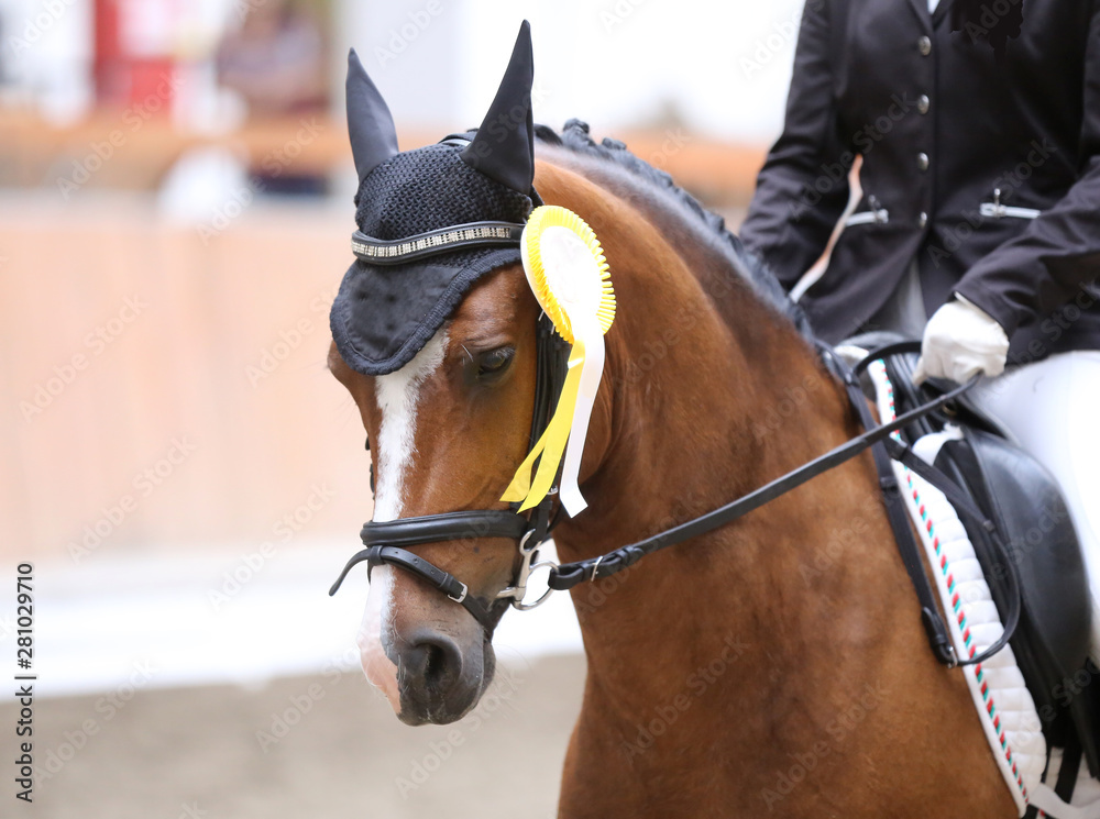 Proud badges on the winners horses on the racetrack Proud badges on the winners horses on the racetrack