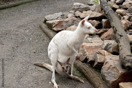 an albino female kangaroo with a brown joey