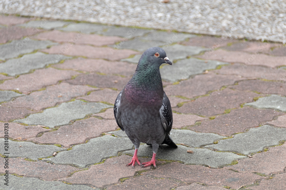 Obraz premium ハト