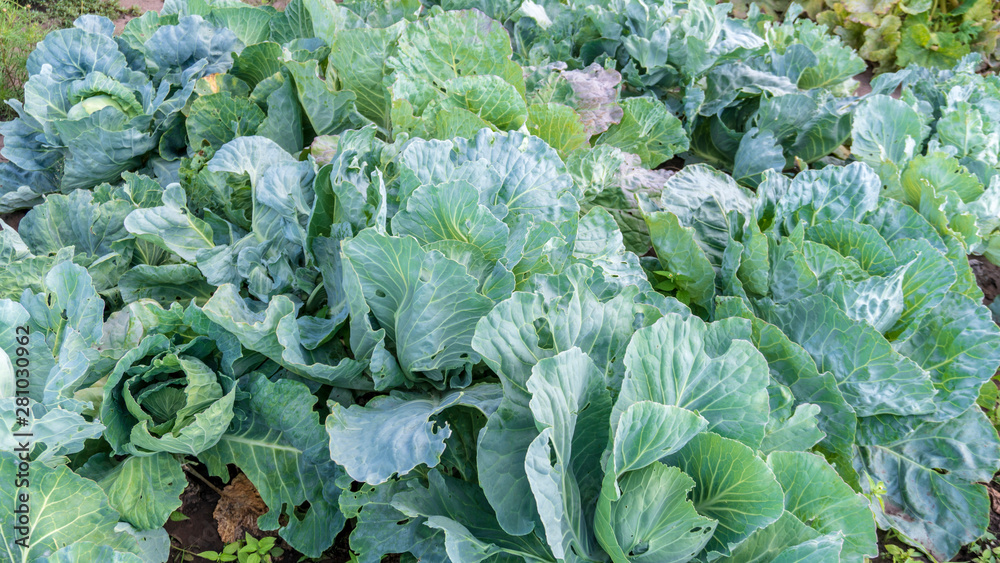 cabbage grows on the ground cabbage grows on the ground