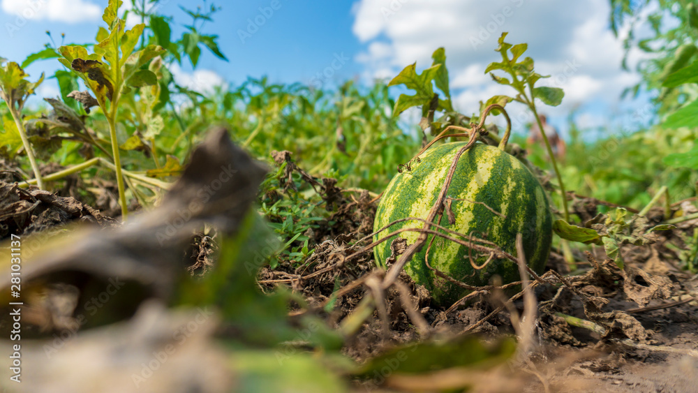 small watermelons grow on the ground small watermelons grow on the ground