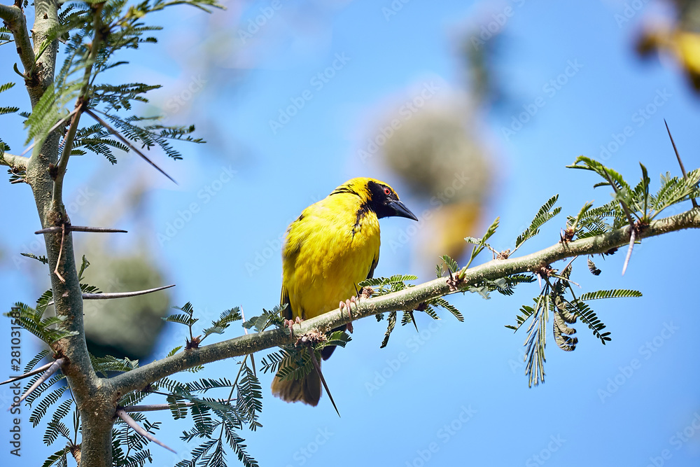 Obraz premium yellow bird in branch