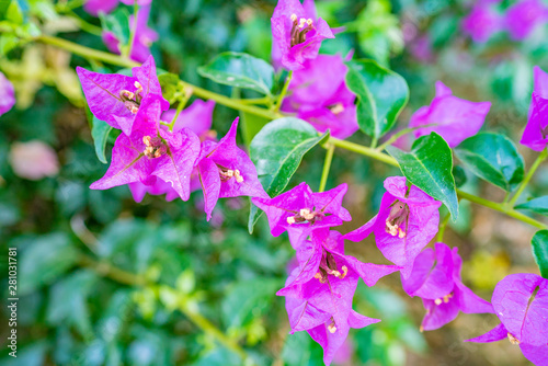 pink flowers under the blue sky  antalya flowers  beautiful plants