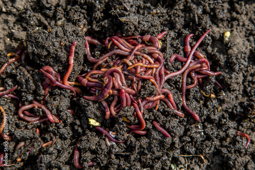 a large group of worms lies on the ground