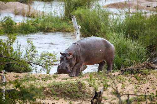 hippopotamus