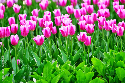 White-pink tulips on a sunny day on a green background. Concept Spring