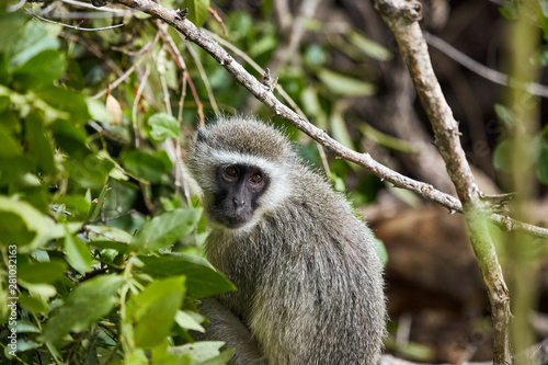 baby monkey