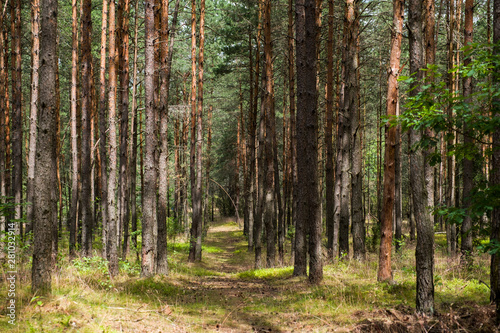 Fototapeta Naklejka Na Ścianę i Meble -  LAS W MIROWIE