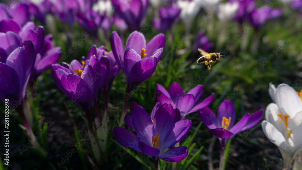Fototapeta premium Purple flower with bee