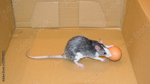 Pet rat trying to crack a chicken egg in a cardboard box