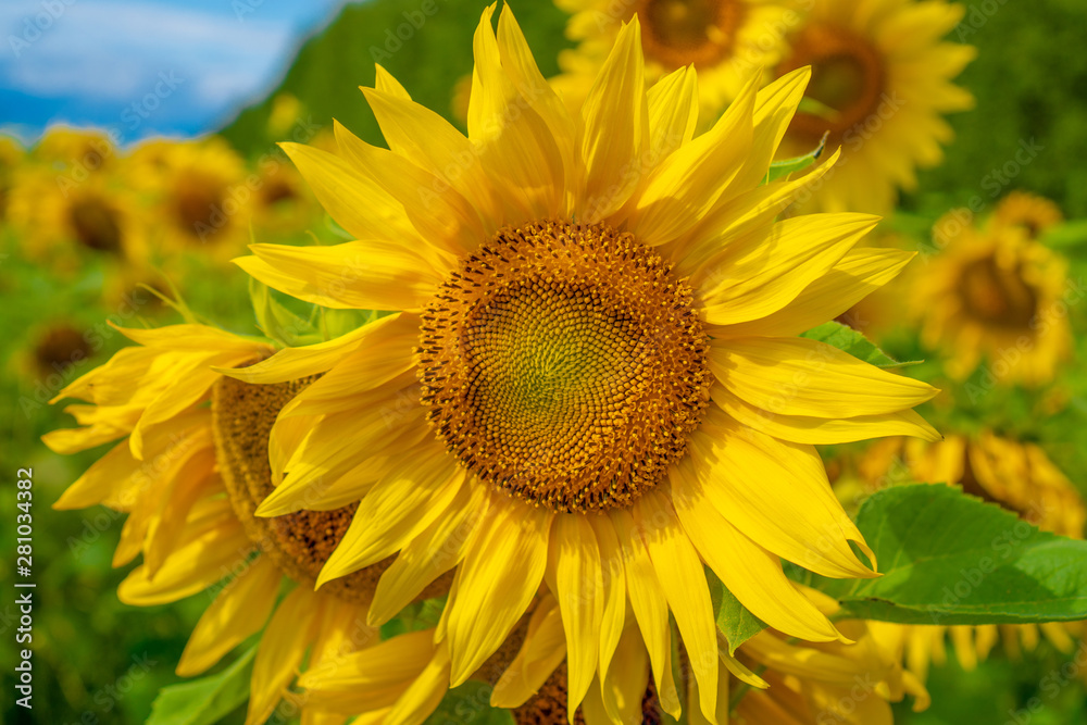 Close up of sunflower with blue sky background. sunflower field over cloudy blue sky and bright sun lights