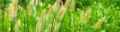 green grass, panoramic view of wild grass 