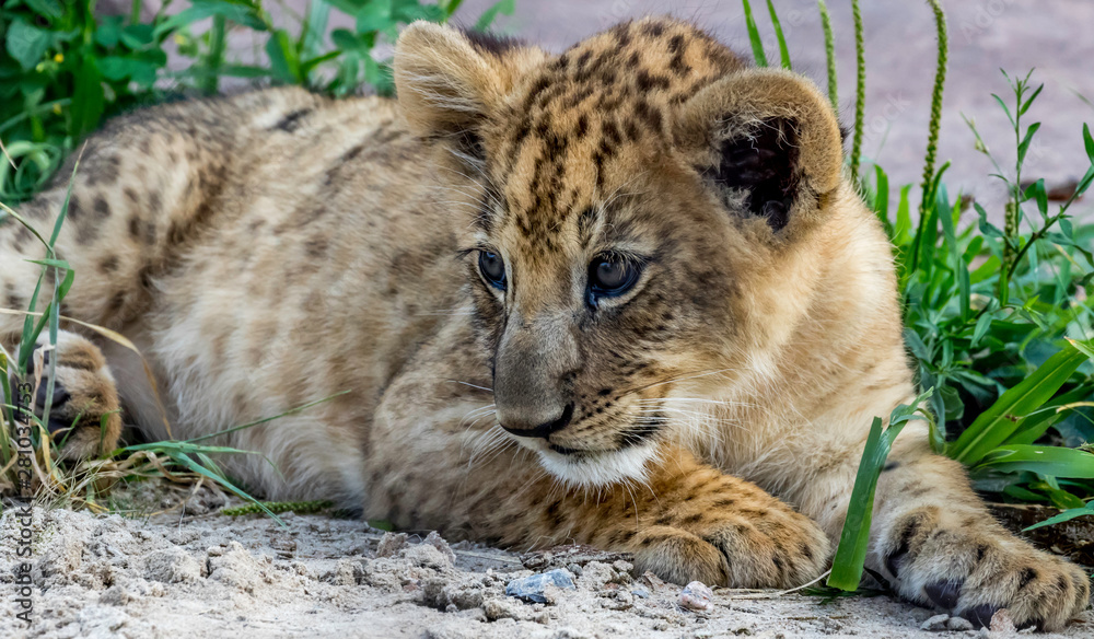 Naklejka premium lion cub laying down